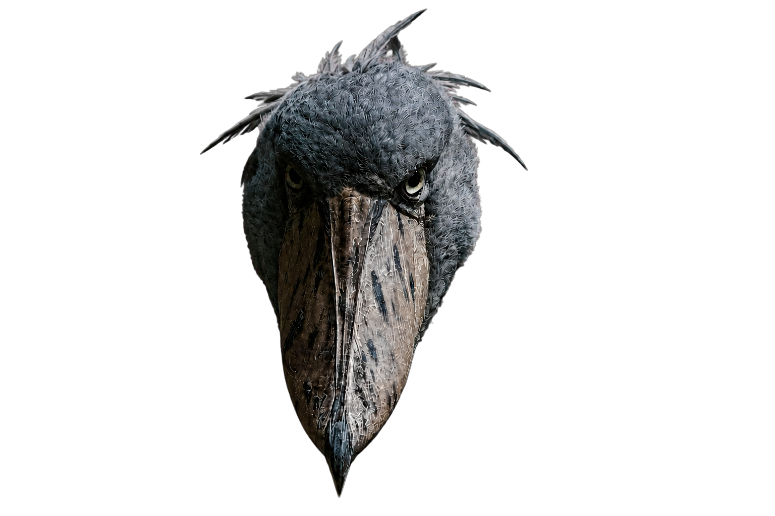 Shoebill stork staring at you