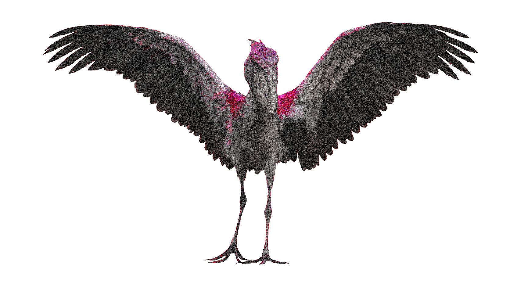 Shoebill stork with wings spread